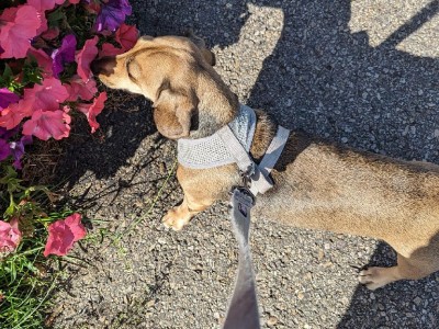 Stop and Smell the Flowers!