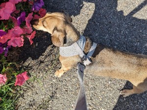 Stop and Smell the Flowers!