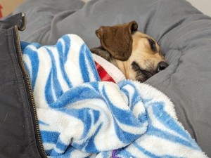 Bugsy After a Hard Days Wok